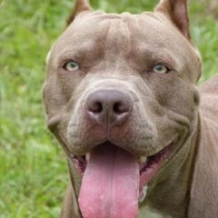 ¿Cómo identificar a un pitbull?