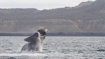 Una ballena franca austral saca la cabeza del agua frente a unos acantilados. 