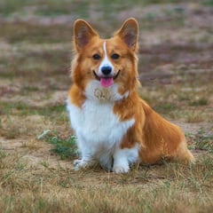 This is how to speak to a dog if you want it to understand you, experts say