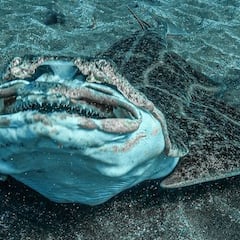 Graban el "bostezo" de un tiburón en Canarias: "No se sabe por qué lo hacen"