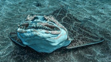 Un angelote a punto de abrir su boca en el fondo marino en Canarias, en diciembre del 2022.