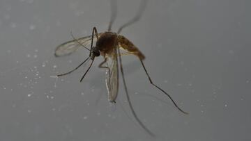 La OMS acepta los Juego en Río pese a la amenaza del zika