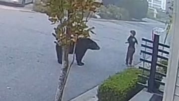 Un oso negro se acerca a un ni&ntilde;o en patinete en la calle de una ciudad. 