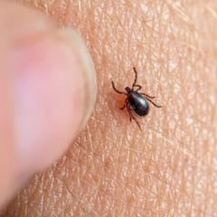 ¿Qué es la garrapata ‘Hyalomma lusitanicum’, el parásito que se expande en Cataluña y cómo evitar su picadura?