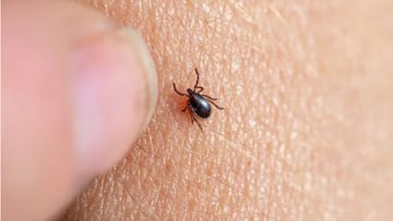 ?Qu¨¦ es la garrapata ¡®Hyalomma lusitanicum¡¯, el par¨¢sito que se expande en Catalu?a y c¨®mo evitar su picadura?