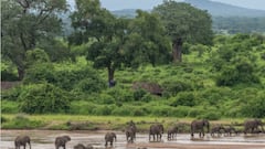 Check out the forest the size of México you probably never heard about