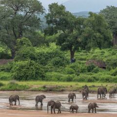 Check out the forest the size of México you probably never heard about