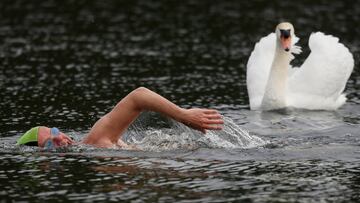 Nadando entre los cisnes en Hyde Park