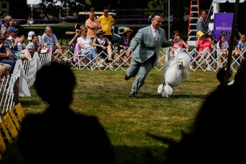 Un Poodle corriendo con su cuidador durante el concurso.