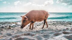 Alarma por la presencia de jabalíes en las playas españolas