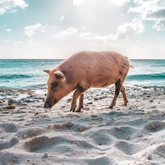 Alarma por la presencia de jabalíes en las playas españolas