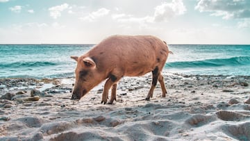 Alarma por la presencia de jabalíes en las playas españolas