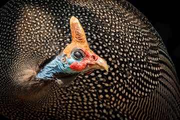 Macho de gallina de Guinea, con un pronunciado cuerno. Muchos machos de diferentes especies de aves desarrollan un dimorfismo marcado en colores llamativos, plumas altas en la cola y extremidades llamativas, como aqu¨ª se ve en el cuerno sobre el cr¨¢neo.