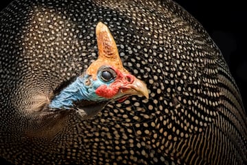 Macho de gallina de Guinea, con un pronunciado cuerno. Muchos machos de diferentes especies de aves desarrollan un dimorfismo marcado en colores llamativos, plumas altas en la cola y extremidades llamativas, como aqu se ve en el cuerno sobre el crneo.