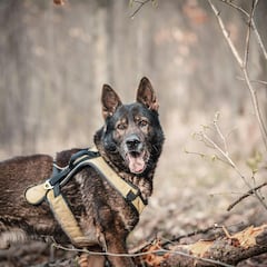 Una policía se encapricha de un perro de la unidad canina y desvela lo que piensa hacer cuando lo jubilen