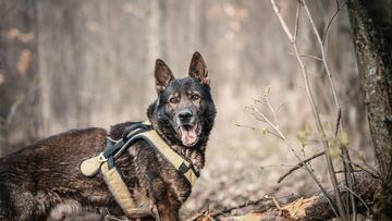 Una policía se encapricha de un perro de la unidad canina y desvela lo que piensa hacer cuando lo jubilen