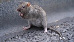 BERLIN, GERMANY - JULY 3: An injured rat hobbles seemingly unafraid of its surroundings on July 3, 2020 in Berlin, Germany. Rats are among the city&#039;s most long-serving residents.  (Photo by Sean Gallup/Getty Images)