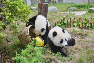 Los pandas se divierten jugando al fútbol en la reserva de Shenshuping.