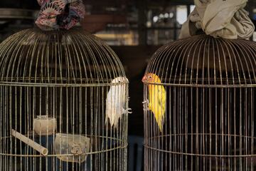 Categoría: Conservación (imagen única). GANADORA DEL PREMIO DE PLATA. Esta conmovedora imagen captura la dura realidad en uno de los mercados de aves de Bali. La pareja de agapornis se enfrenta en jaulas separadas, aparentemente despidiéndose por última vez, sin saber si volverán a verse. Su conexión silenciosa trasciende las barreras físicas, enfatizando la compleja interacción
entre el anhelo de libertad y el impulso de escapar del cautiverio para el placer humano.