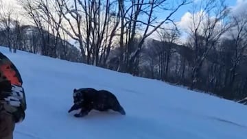 Oso corriendo por la nieve tras un snowboarder
