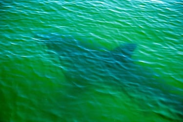 La mayor赤a de surfistas no teme a los tiburones