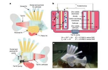 Crean un pez robot que usa sangre sintética como fuente de energía