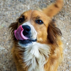 Las razas de perros que mejor se adaptan a un piso: ¿cuáles son y qué debemos tener en cuenta?