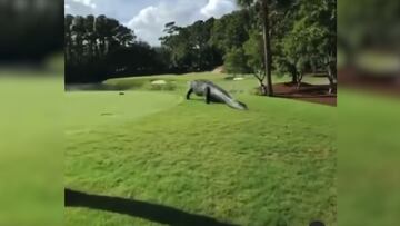 Un caimán gigante aparece en medio de un campo de golf y aterroriza a los presentes