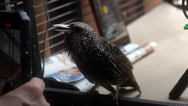 El pájaro que se convirtió en un disco duro viviente: ha conseguido almacenar una imagen PNG en su canto