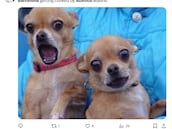 La derrota del Barcelona, protagonista de los mejores memes de las semifinales de Copa