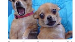 La derrota del Barcelona, protagonista de los mejores memes de las semifinales de Copa