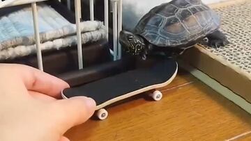 Tortuga que anda en skate se hace viral en redes