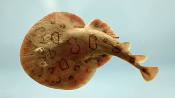 The fish that packs an electric punch