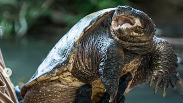 Rescatada una tortuga mordedora “muy peligrosa” en Toledo