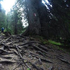 Sumergidos en la naturaleza de los Alpes