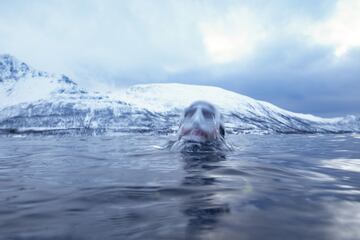 El cinco veces campeón del mundo de apnea, Arthur Guerin-Boeri, de Francia, resurge del agua después de sumergirse en las profundidades para avistar orcas y nadar junto a ellas.