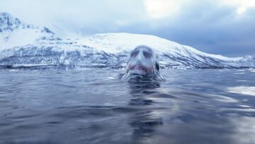 A blue whale was sighted in Massachusetts: the majestic animal hadn’t been seen in the area for more than 20 years.