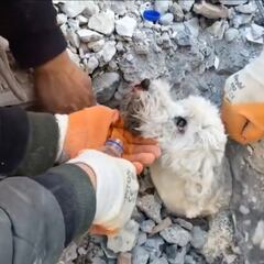 ¡Una vida más recuperada! Así fue el rescate de un perro en Turquía