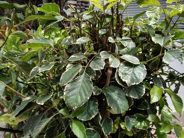 Moto e5 Plus: Review