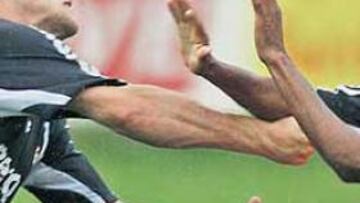 Pelea de gallos en el entrenamiento