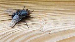Goodbye to flies at home: How to get rid of them with an ingredient that every kitchen has