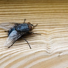 Goodbye to flies in your house: How to get rid of them with an ingredient that can be found in every kitchen