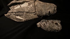 Scientists discover the remains of an 11.5-foot, 550-pound crocodile ancestor that ate medium-sized dinosaurs