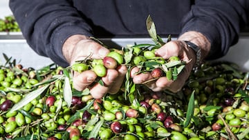 In Italy national production of olive oil is expected to drop 35 percent. This has nearly doubled the price for olive oil in the region. High spring temperatures mixed with a cool summer and heavy rain has hurt crops. (Photo by MARIO LLORCA/Corbis via Getty Images)
ACEITE DE OLIVA ACEITUNAS