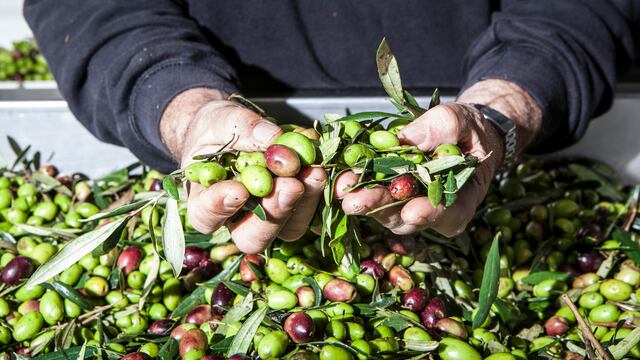 A shipment from Córdoba, Spain, ended up causing panic due to an unexpected creature.