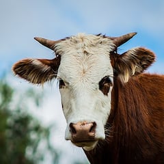 Un anciano muere aplastado por una vaca ‘voladora’ mientras orinaba