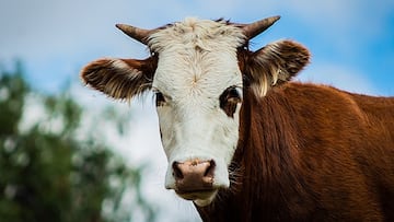 Un anciano muere aplastado por una vaca ‘voladora’ mientras orinaba