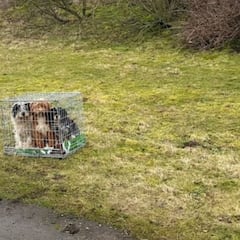 Unos perros quedan abandonados a su suerte encerrados en una jaula y rápidamente aparece su salvadora: “Me rompió el corazón”
