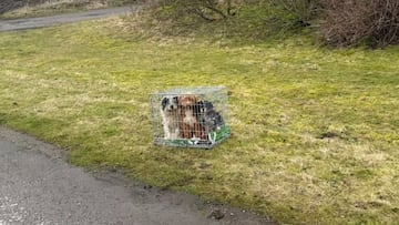 Dogs are left to fend for themselves locked in a cage and their savior quickly appears: “It broke my heart”