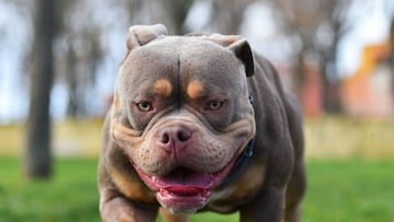 Dog breed regulated in California